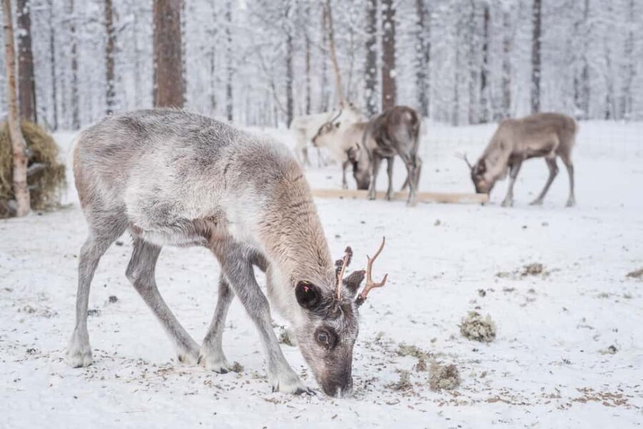 Rovaniemi: Korouoma Canyon & Reindeer Farm Day Trip - Final Thoughts