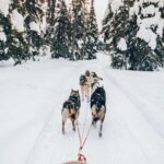 Rovaniemi: Lapland Wilderness Husky Safari 7,5 km - Final Thoughts