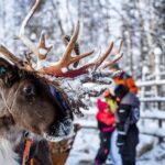 Rovaniemi: Local Reindeer Farm Visit with Sleigh Ride - The Real Experience: What You’ll Love
