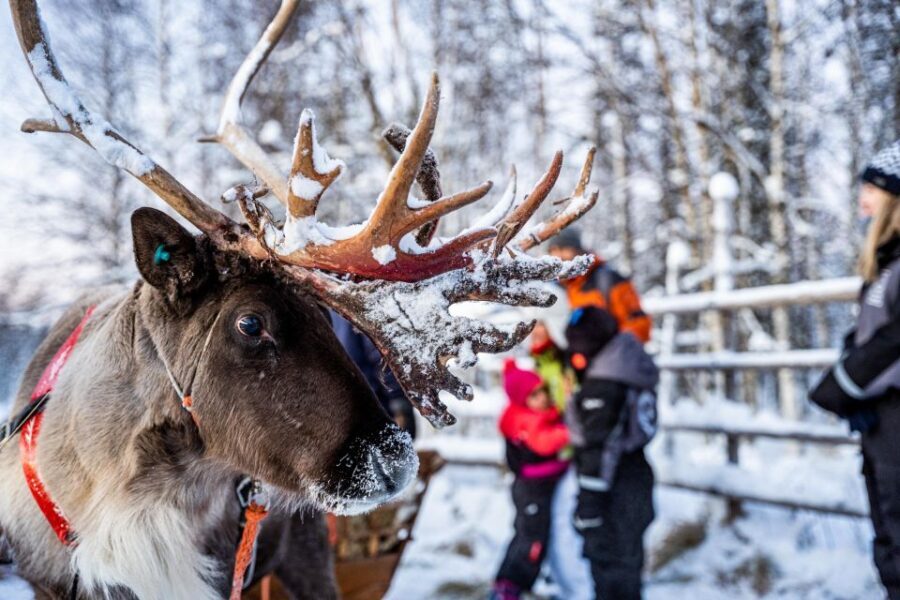 Rovaniemi: Local Reindeer Farm Visit with Sleigh Ride - The Real Experience: What You’ll Love