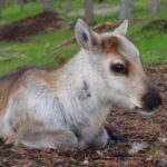 Rovaniemi: Meet & Feed Reindeer at a 200-Year-Old Farm - Why This Tour Stands Out