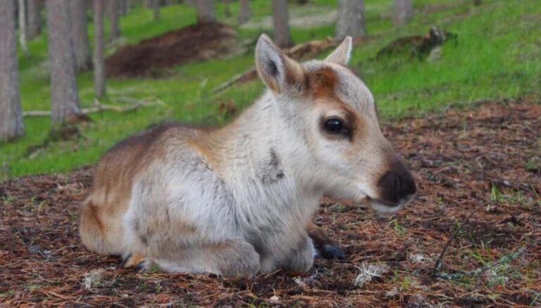 Rovaniemi: Meet & Feed Reindeer at a 200-Year-Old Farm - Why This Tour Stands Out
