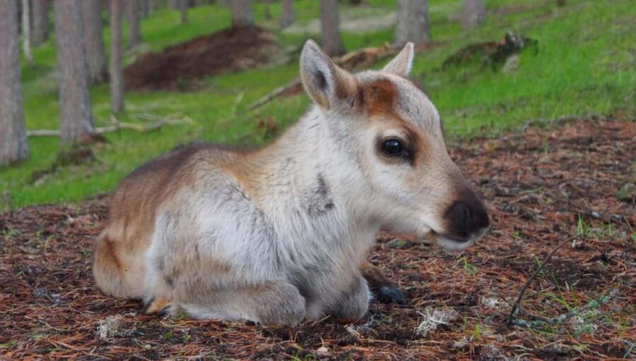 Rovaniemi: Meet & Feed Reindeer at a 200-Year-Old Farm - Why This Tour Stands Out