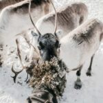 Rovaniemi: Meet Santa's Favorite Reindeer - The Cost and Value