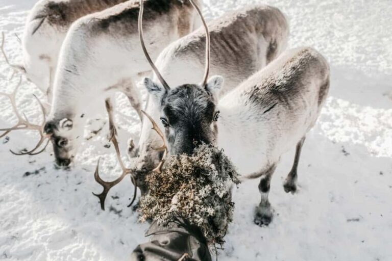 Rovaniemi: Meet Santa's Favorite Reindeer - The Cost and Value