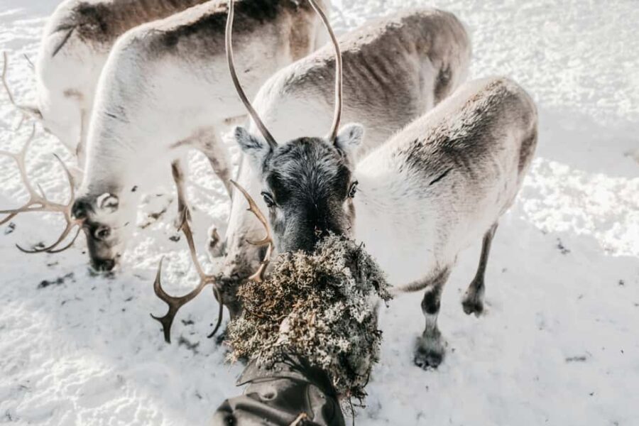 Rovaniemi: Meet Santa's Favorite Reindeer - The Cost and Value