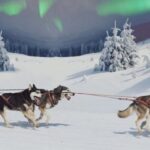 Rovaniemi: Northern Lights and Husky Sleigh Ride - The Husky Sled Ride: What to Expect