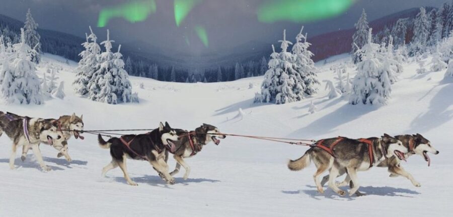 Rovaniemi: Northern Lights and Husky Sleigh Ride - The Husky Sled Ride: What to Expect