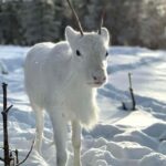 Rovaniemi: Northern Lights Safari on Electric Snowmobile - The Itinerary Breakdown