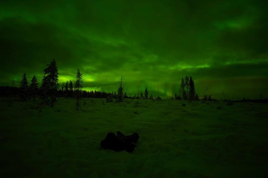 Rovaniemi: Northern Lights Tour at the Campfire - Considerations and Drawbacks