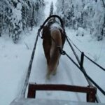 Rovaniemi: Northern Lights Tour with Finnhorses Sleigh Ride - The Setting: Snowy Forests and Arctic Silence