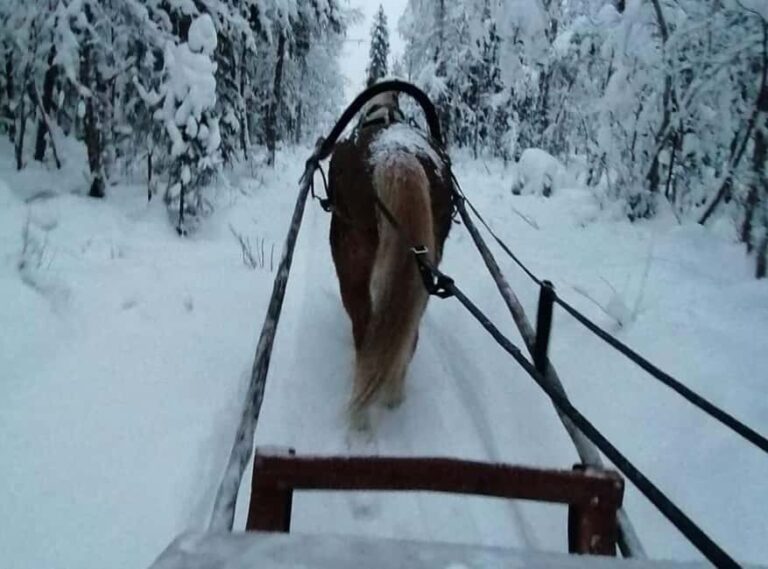 Rovaniemi: Northern Lights Tour with Finnhorses Sleigh Ride - The Setting: Snowy Forests and Arctic Silence