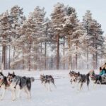 Rovaniemi: One Hour Husky Experience - Who Will Love This Tour?