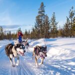 Rovaniemi: One Hour Husky Experience - Is It Worth the Price?