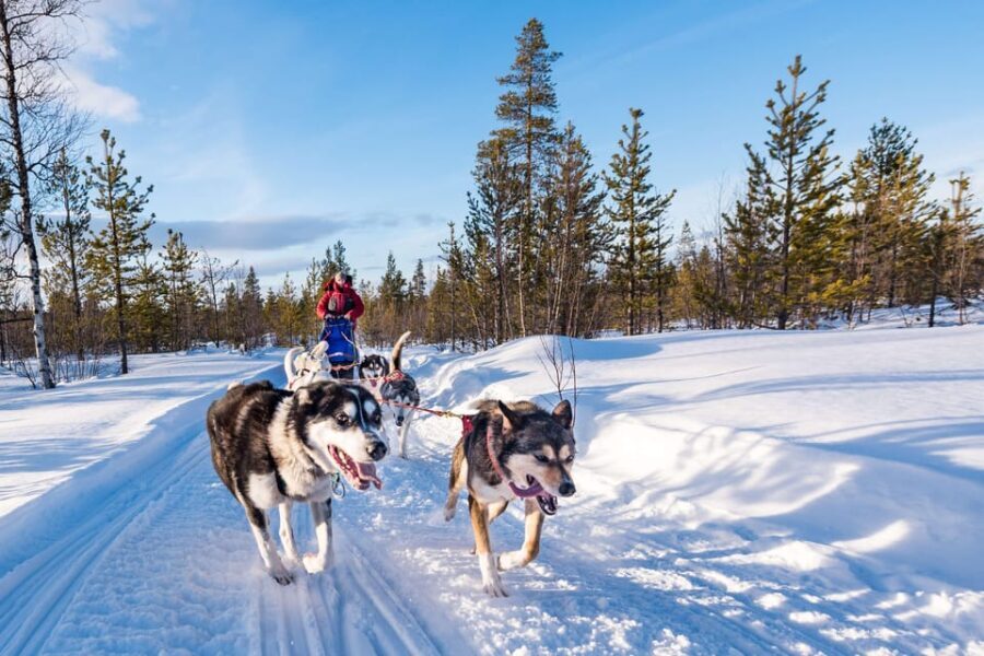Rovaniemi: One Hour Husky Experience - Is It Worth the Price?