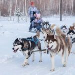 Rovaniemi: One Hour Husky Trip with hotel pick up - The Experience for Different Travelers