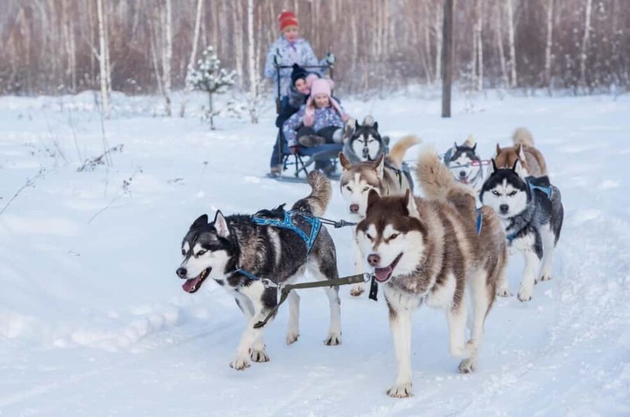 Rovaniemi: One Hour Husky Trip with hotel pick up - The Experience for Different Travelers