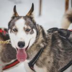 Rovaniemi: Private Husky Safari  Husky Ride & Hot Drinks - Logistics and Practical Details