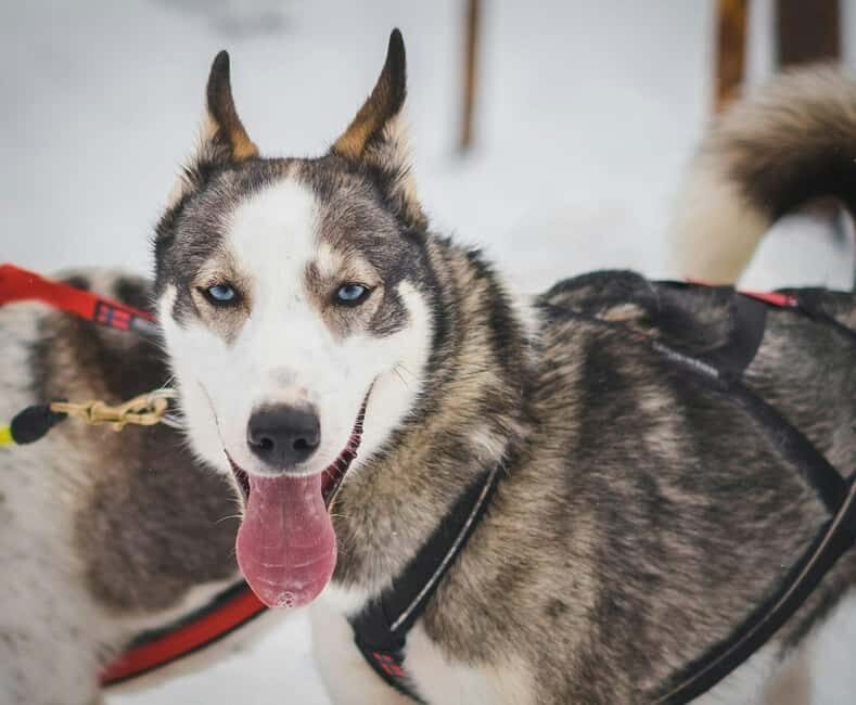 Rovaniemi: Private Husky Safari Husky Ride & Hot Drinks - Logistics and Practical Details