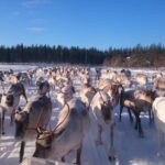 Rovaniemi: Private reindeer farm visit & culture experience - Why This Tour Works Well