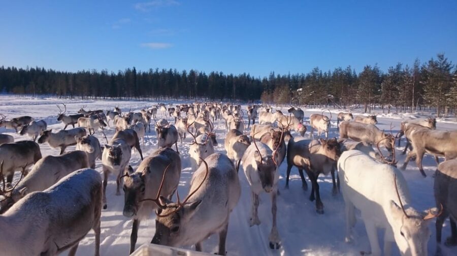 Rovaniemi: Private reindeer farm visit & culture experience - Why This Tour Works Well