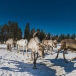 Rovaniemi: Private Reindeer Visit & 2.55 km Sleigh Ride - The Sleigh Ride: Scenic and Peaceful