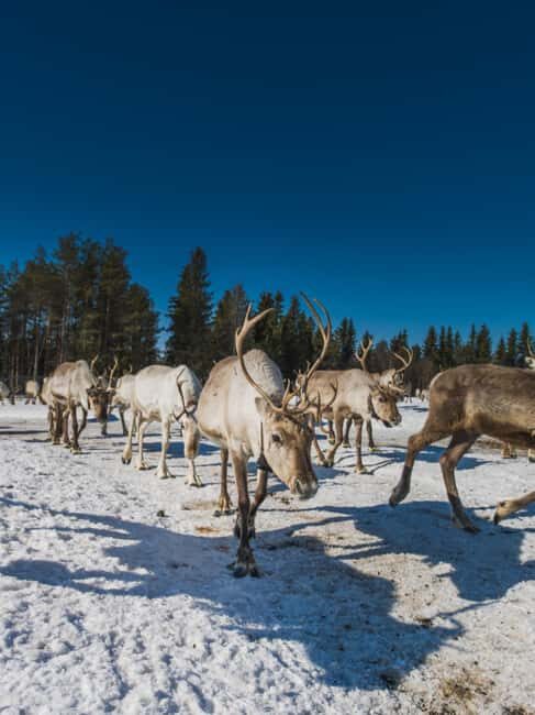 Rovaniemi: Private Reindeer Visit & 2.55 km Sleigh Ride - The Sleigh Ride: Scenic and Peaceful