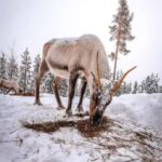 Rovaniemi: Private Santa Claus Village Tour & Sleigh Ride - Why This Tour Is a Great Pick