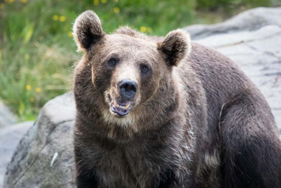 Rovaniemi: Ranua Wildlife Park Day Trip - Analyzing the Value