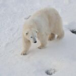 Rovaniemi: Ranua Wildlife Park Experience - What the Reviews Say