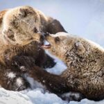 Rovaniemi: Ranua Wildlife Park guided tour with Pro Photos - What to Expect on This Wildlife Tour