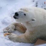 Rovaniemi: Ranua Wildlife Park Tour with Photos & Guide - What’s the Experience Like in Practice?