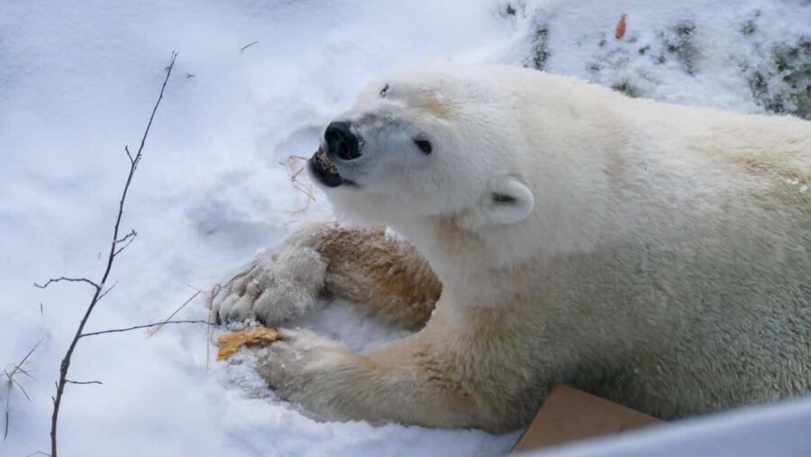 Rovaniemi: Ranua Wildlife Park Tour with Photos & Guide - What’s the Experience Like in Practice?