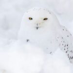 Rovaniemi: Ranua Zoo Ticket with Walking Tour and Lunch - What Makes This Tour Stand Out?