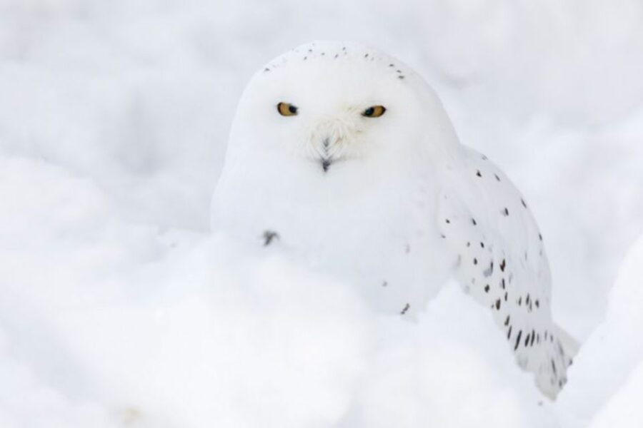 Rovaniemi: Ranua Zoo Ticket with Walking Tour and Lunch - What Makes This Tour Stand Out?