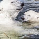 Rovaniemi: Ranua Zoo Visit with Lunch - Practical Considerations