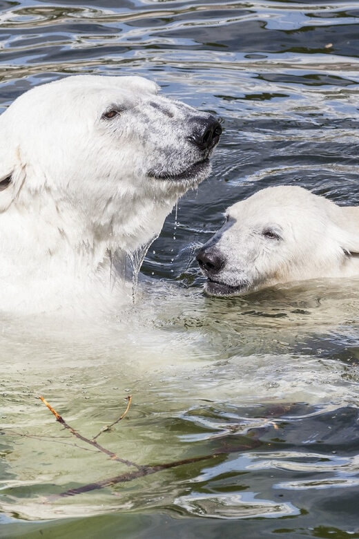 Rovaniemi: Ranua Zoo Visit with Lunch - Practical Considerations