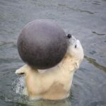 Rovaniemi: Ranua Zoo Wildlife Park Tour with hotel pickup - Guided Tour and Educational Value