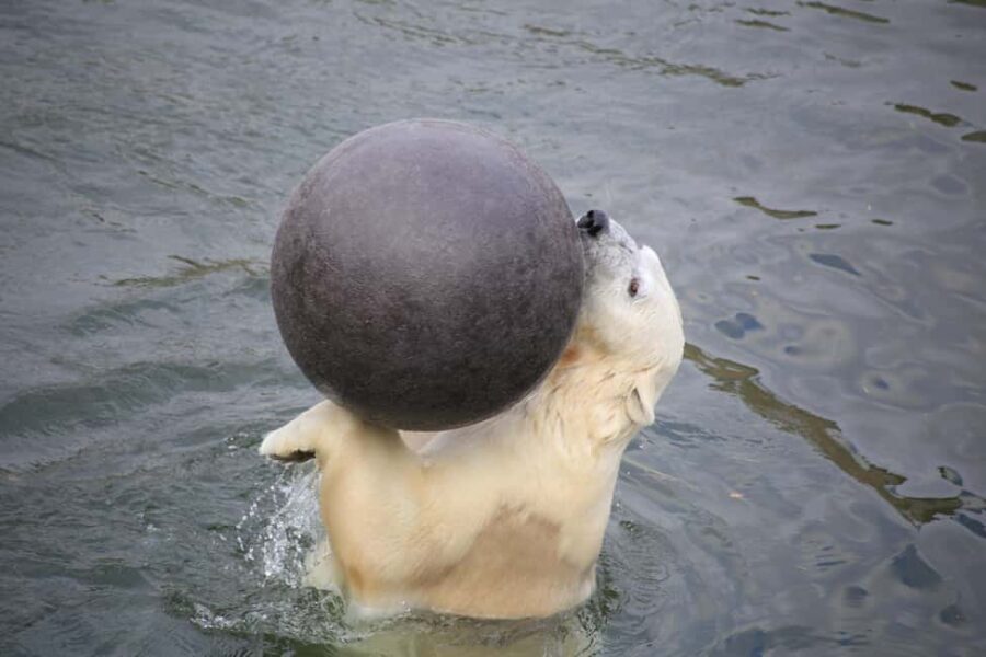 Rovaniemi: Ranua Zoo Wildlife Park Tour with hotel pickup - Guided Tour and Educational Value