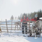Rovaniemi: Reindeer Experience with Sleigh Ride - What’s Good about This Tour?