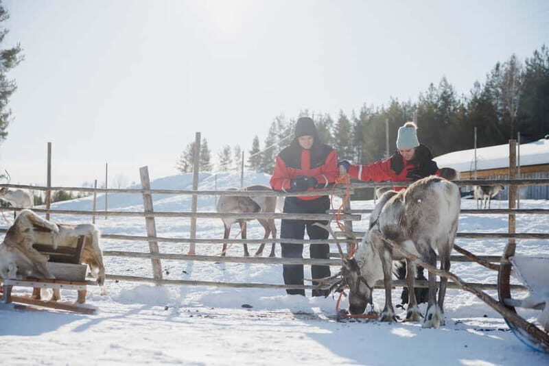 Rovaniemi: Reindeer Experience with Sleigh Ride - What’s Good about This Tour?