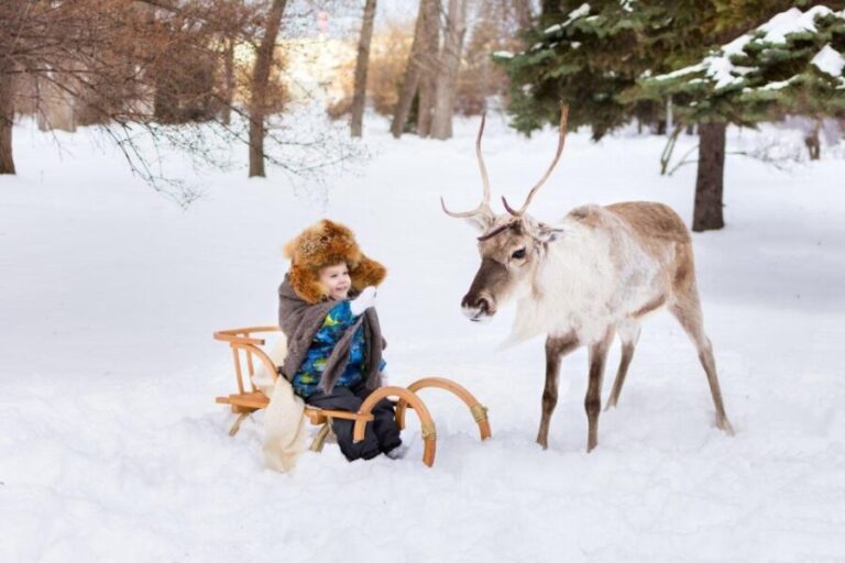 Rovaniemi: Reindeer Farm Tour with Sledge Ride & Pickup - Is It Worth the Price?