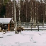 Rovaniemi: Reindeer Farm Visit with Sleigh Ride & Pickup - Is It Worth the Price?