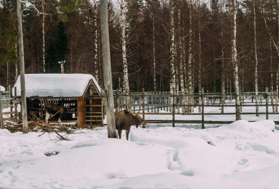 Rovaniemi: Reindeer Farm Visit with Sleigh Ride & Pickup - Is It Worth the Price?