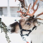 Rovaniemi: Reindeer, Huskies & Santa Claus Village - Is This Tour Right for You?