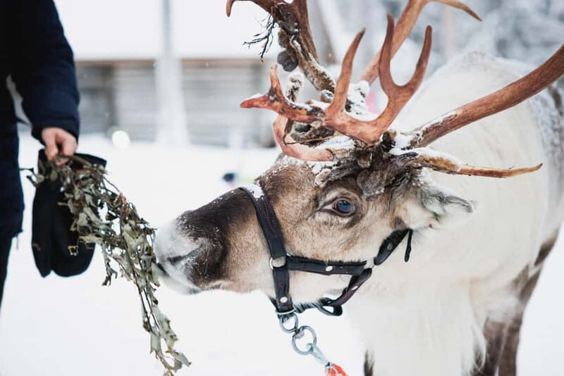 Rovaniemi: Reindeer, Huskies & Santa Claus Village - Is This Tour Right for You?