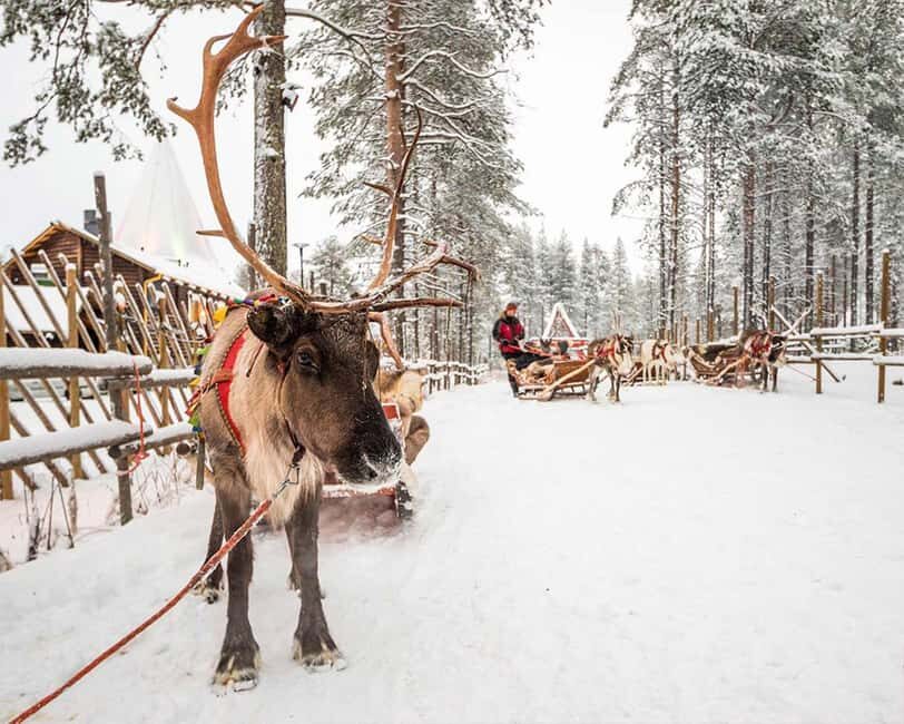 Rovaniemi: Reindeer & Husky Ride with Santa Claus Village - Final Thoughts