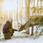 Rovaniemi: Reindeer Safari at 200-Year-Old Farm & Sled Ride - Price and Value