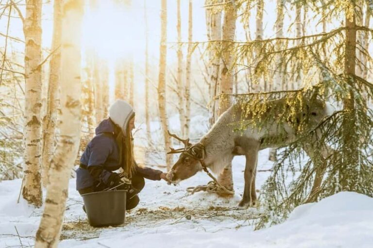 Rovaniemi: Reindeer Safari at 200-Year-Old Farm & Sled Ride - Price and Value