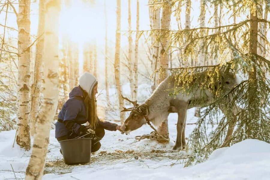 Rovaniemi: Reindeer Safari at 200-Year-Old Farm & Sled Ride - Price and Value